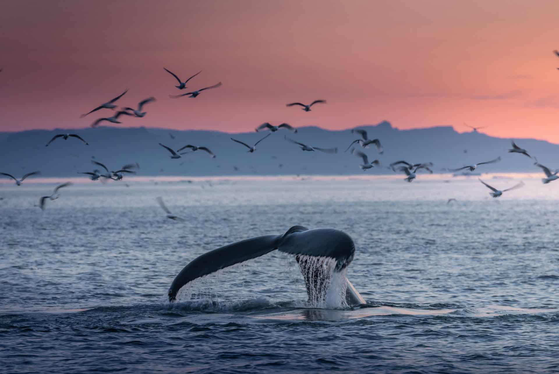 baleine islande
