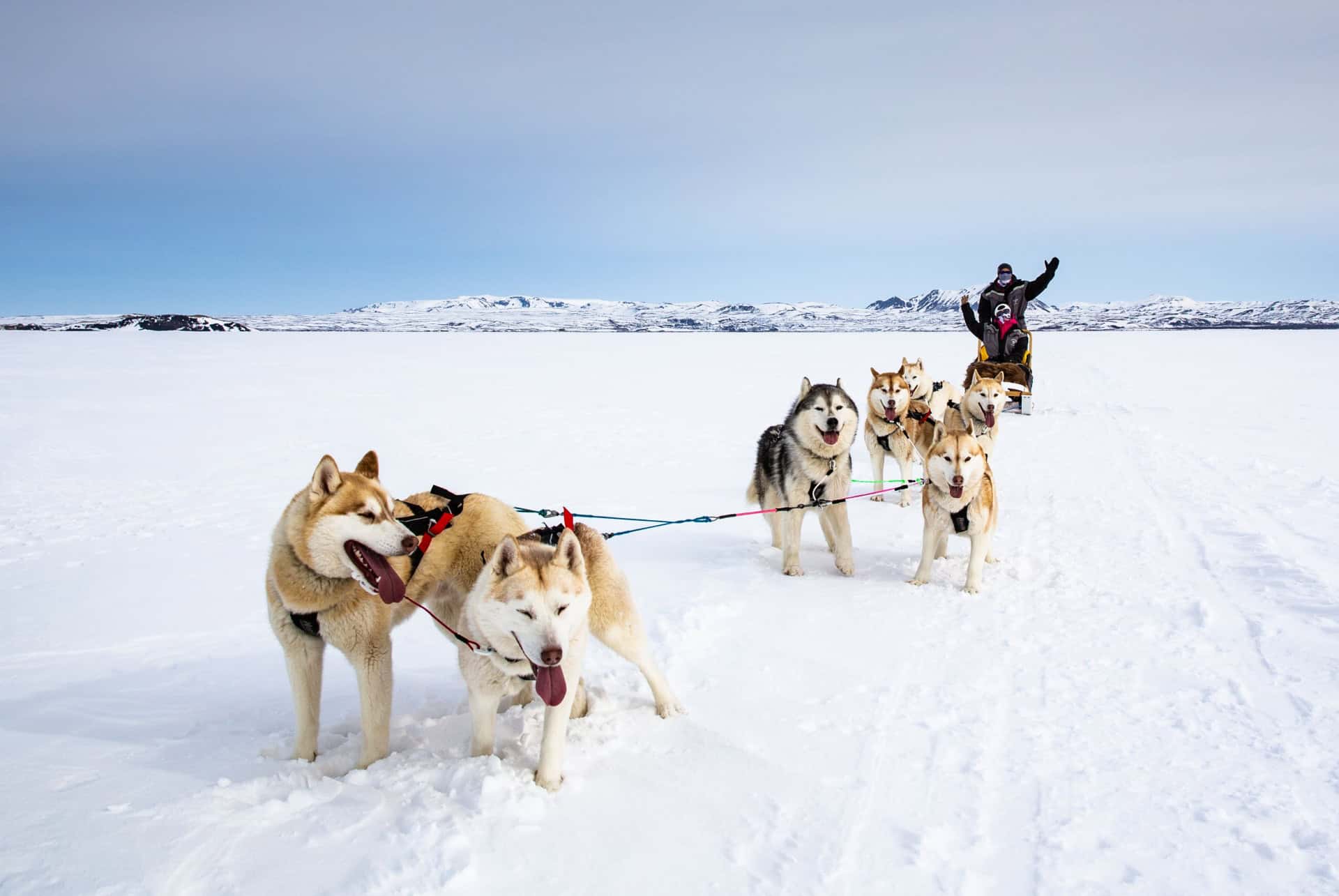 chien traineau islande