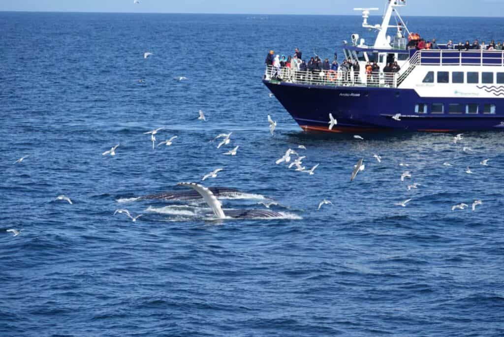 Croisière observation des baleines et de la vie marine