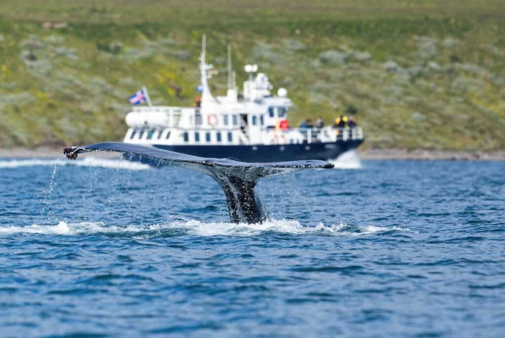 Croisière d'observation des baleines à Akureyri