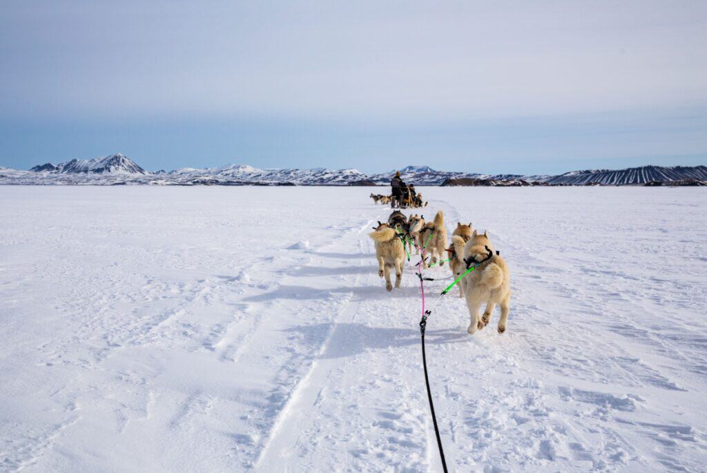 Excursion en chien de traîneau