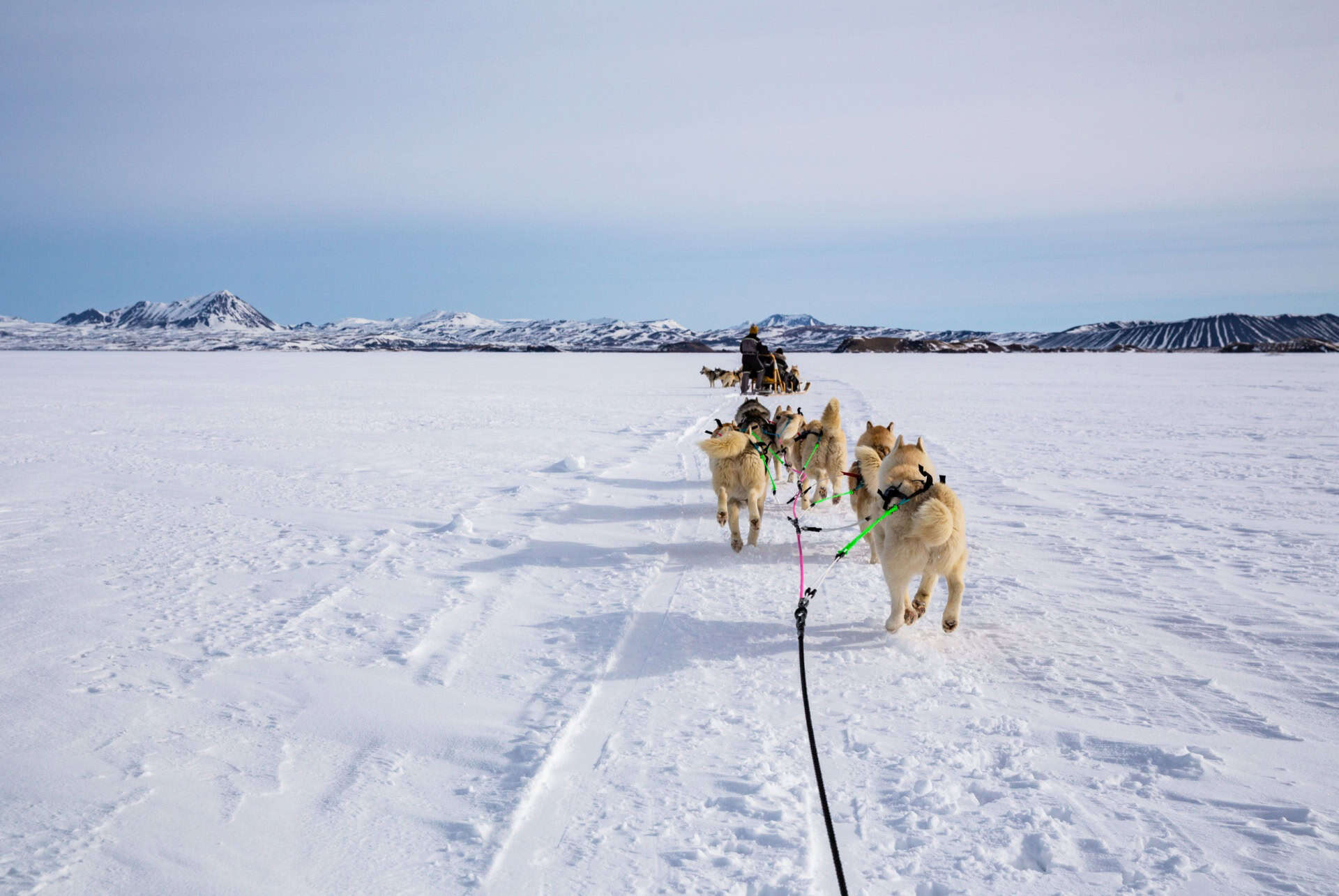 chien de traineau en islande myvatn