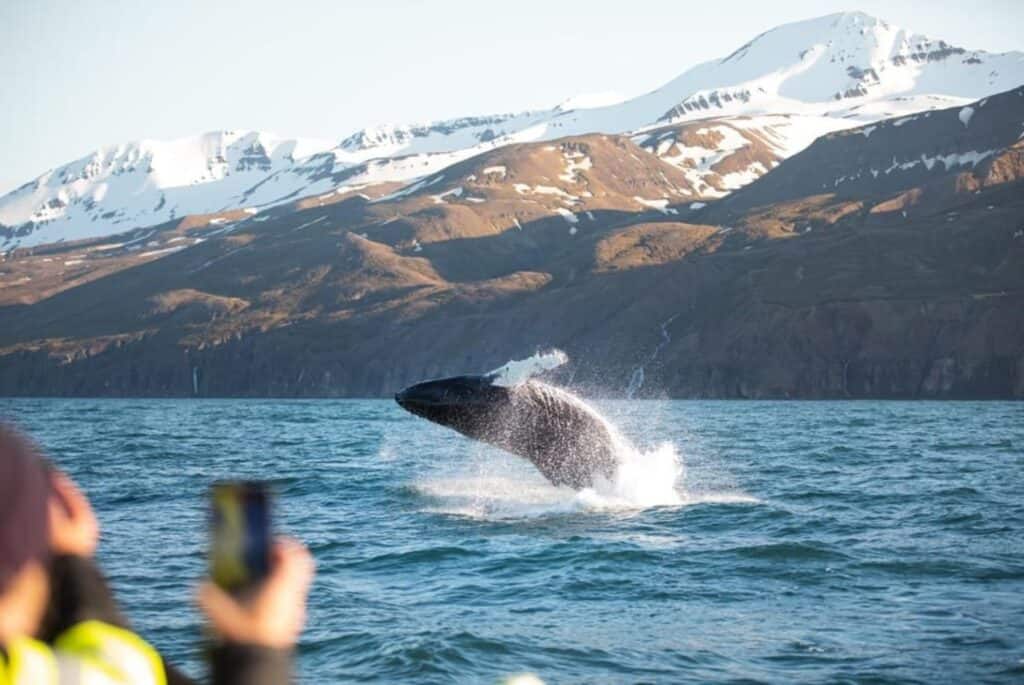 Excursion d'observation des baleines