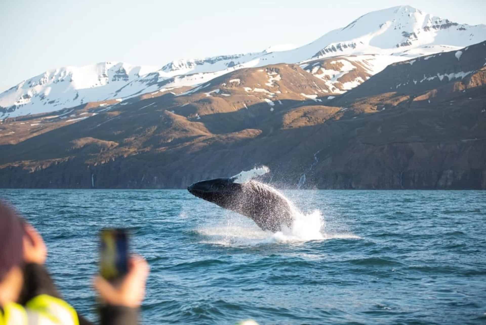 excursion croisiere observation baleines husavik