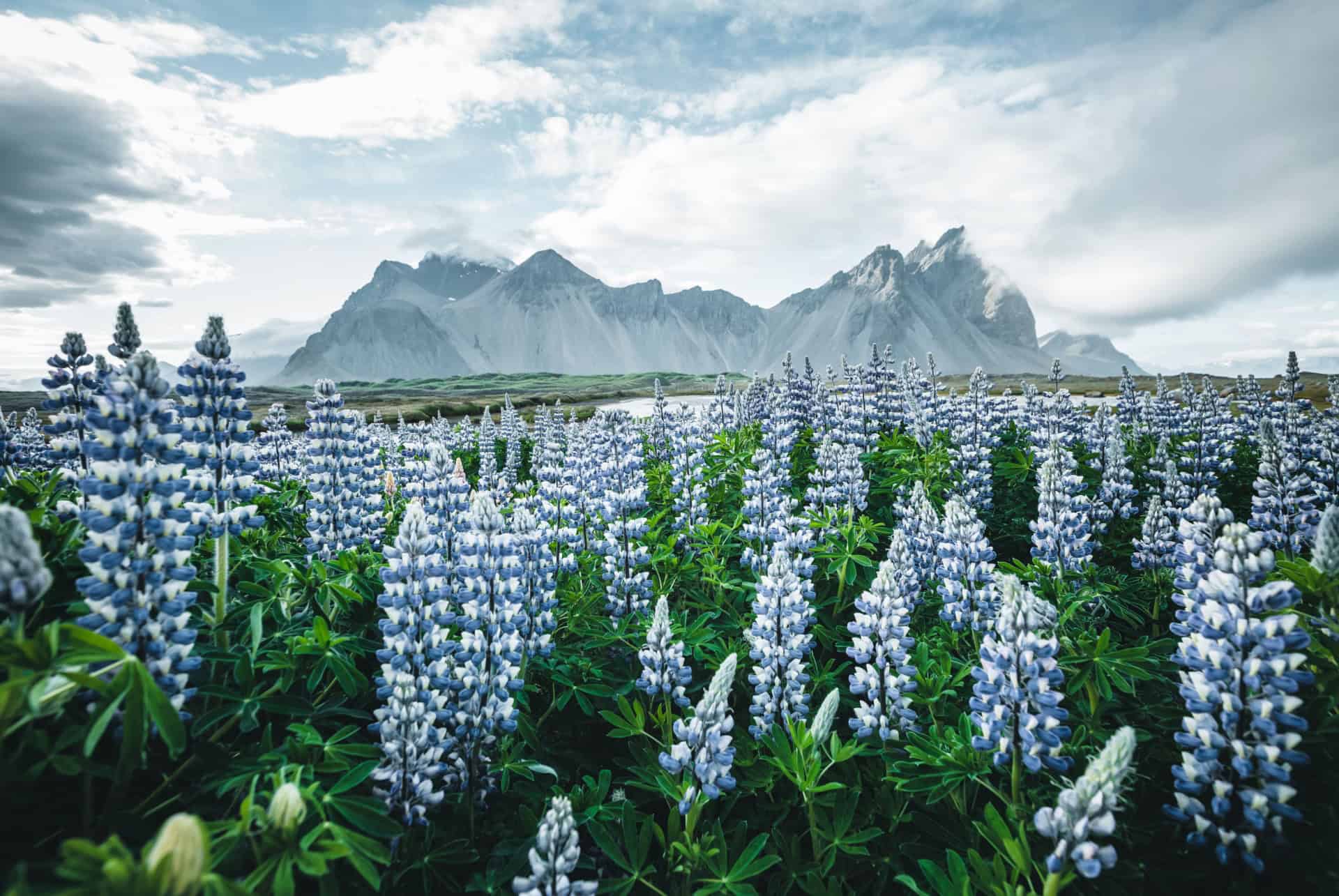 L’Islande au printemps