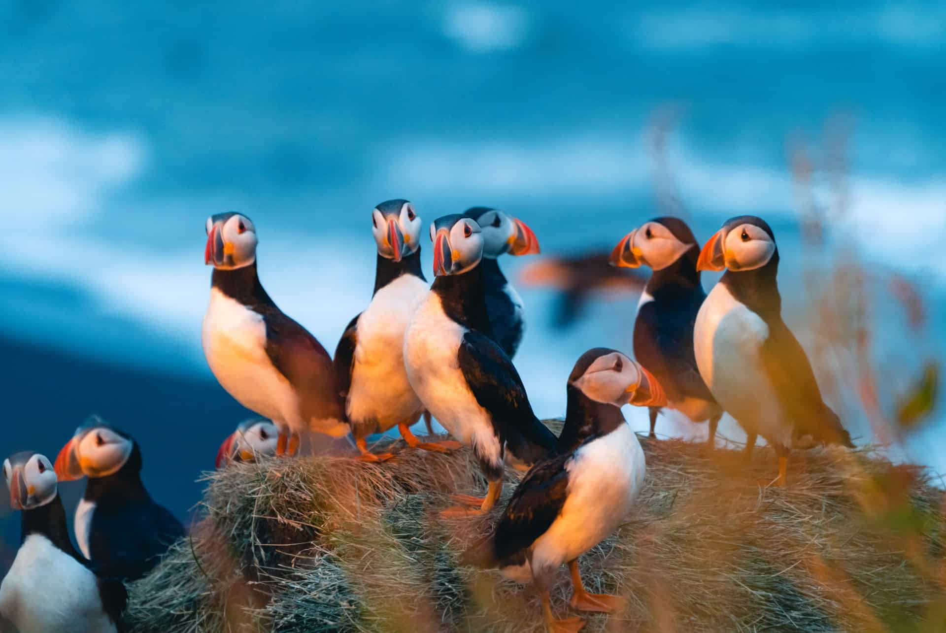 macareux islande