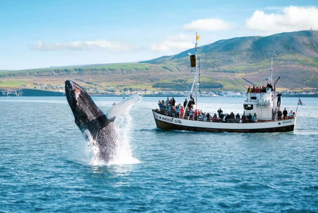 Excursion d'observation des baleines