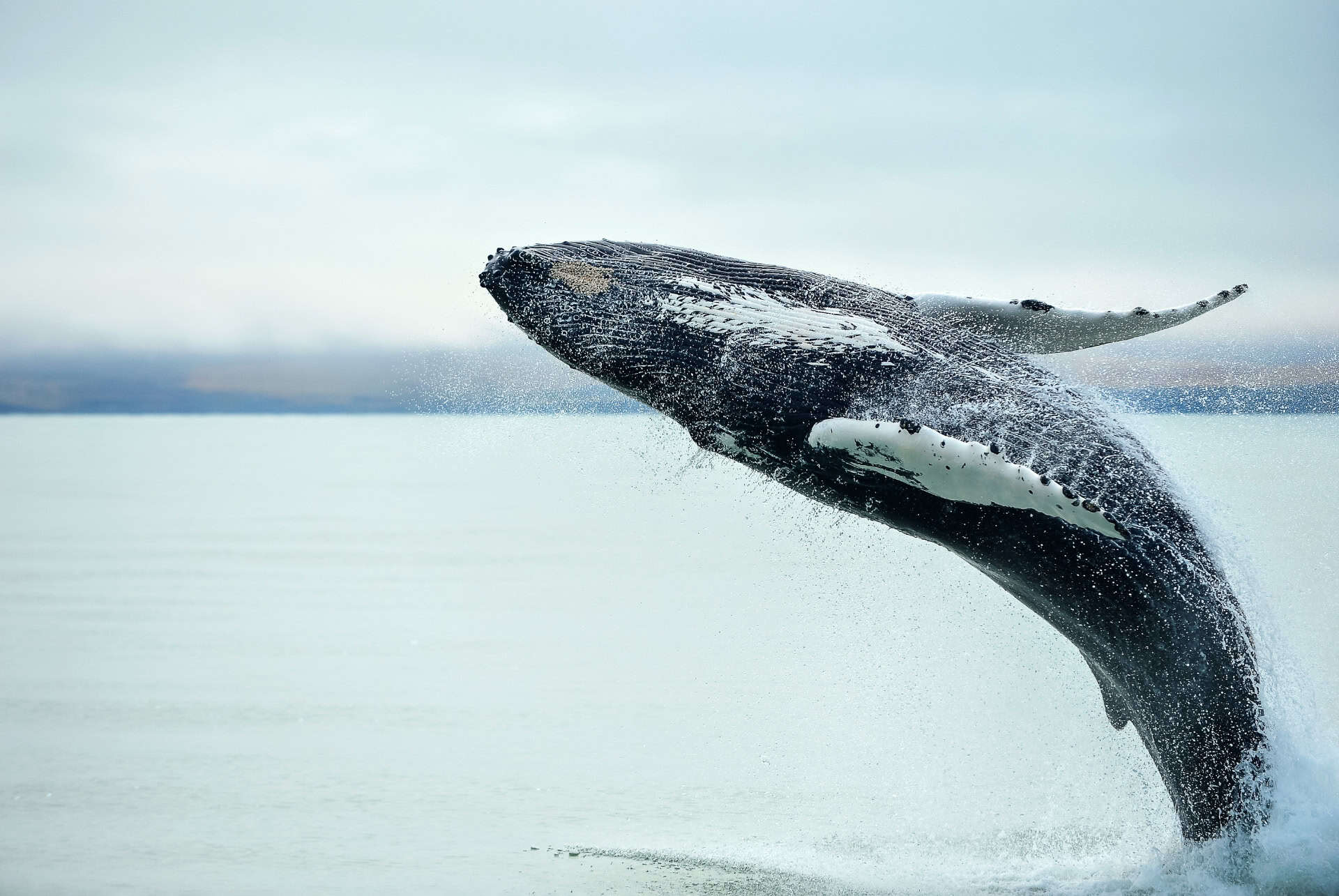 croisiere observation baleine reykjavik