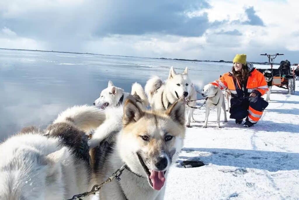Excursion en chien de traîneau vers Reykjavik