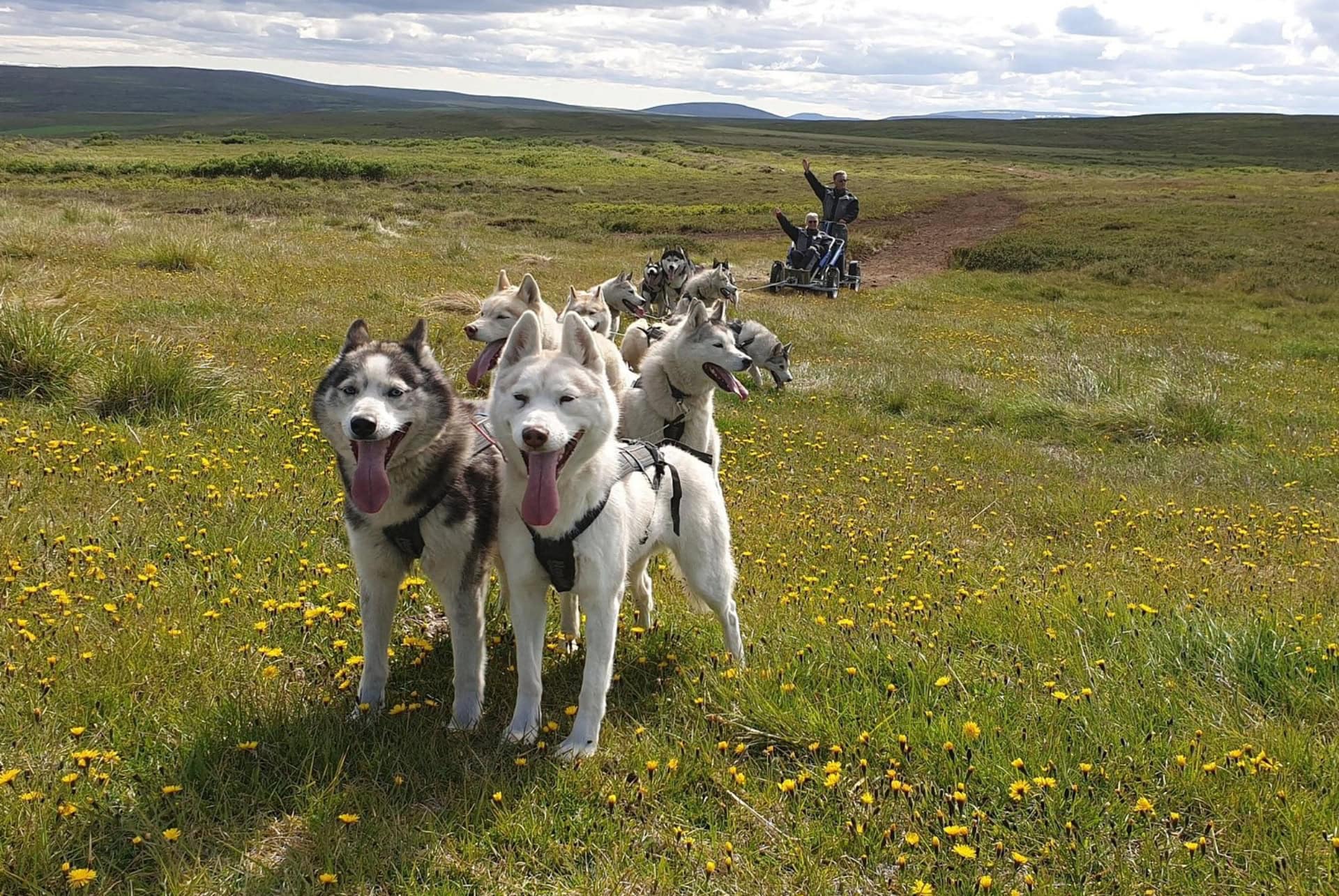 excursion chiens traineau lac myvatn