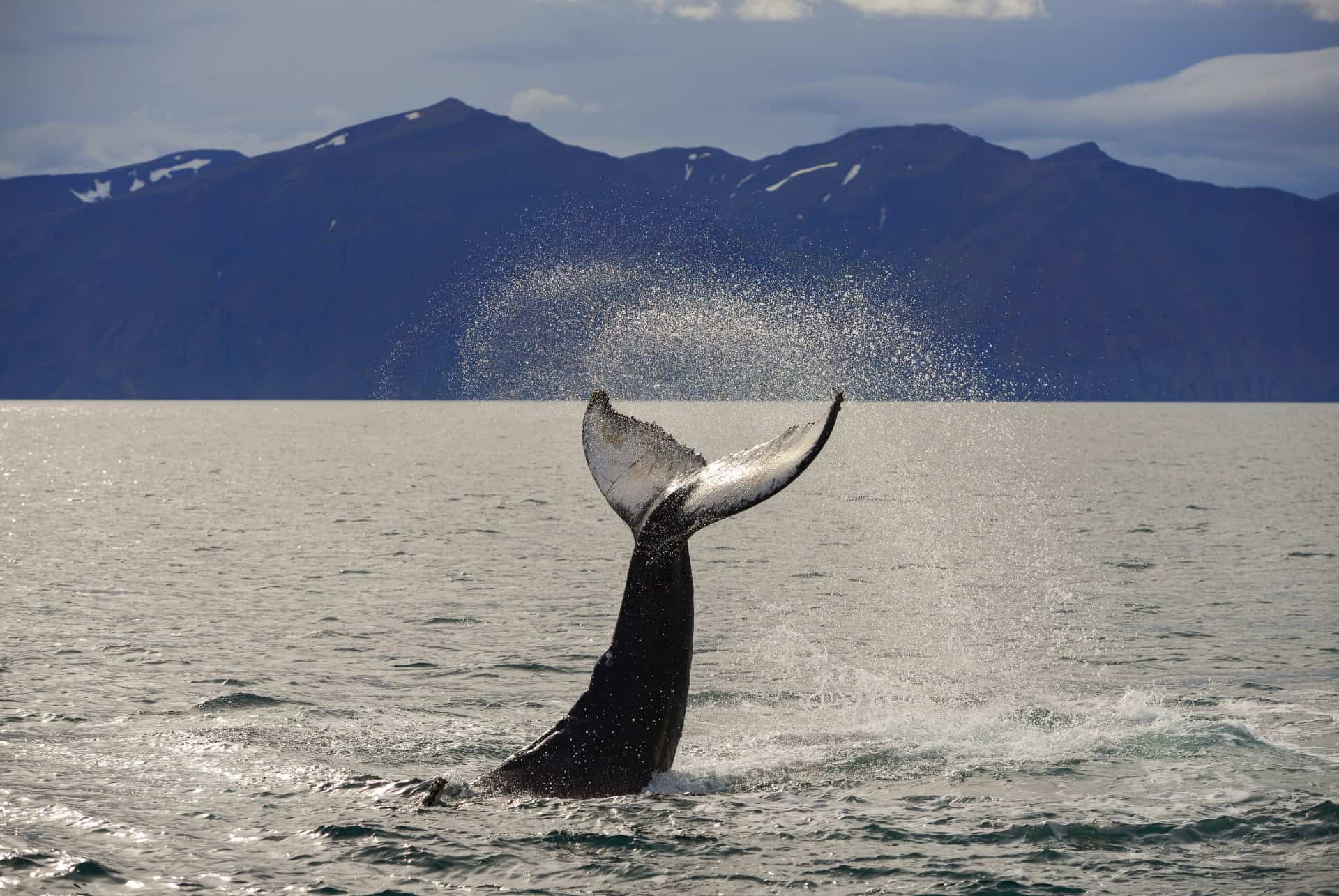 visite guidee observation baleine husavik