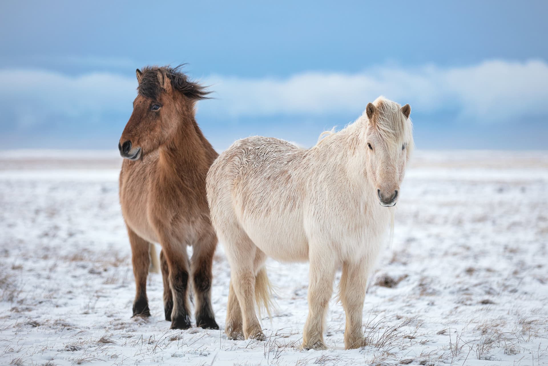 Les chevaux islandais