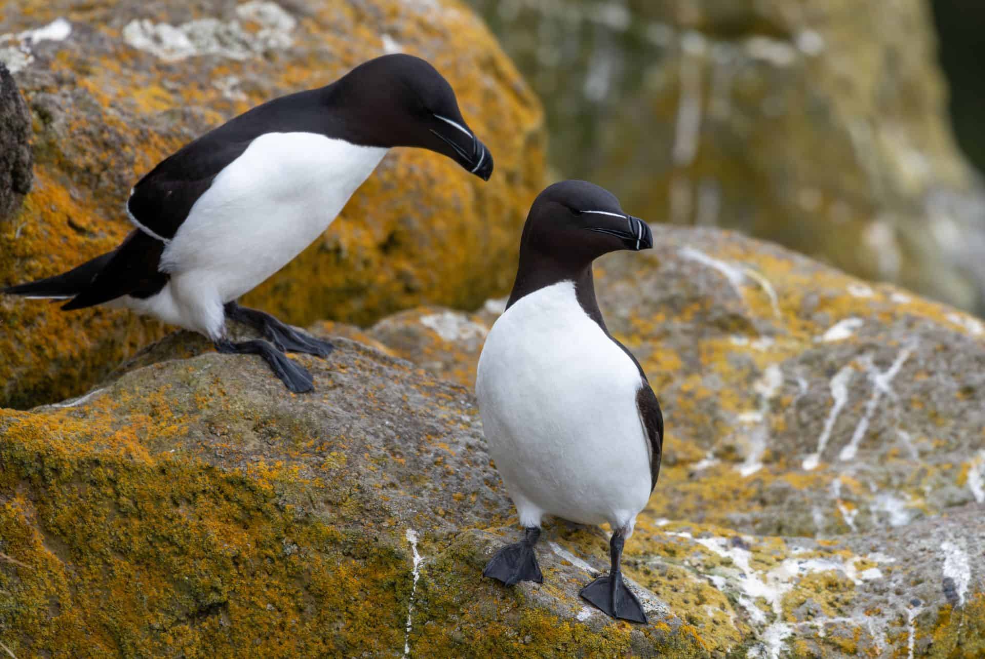 petit pingouin