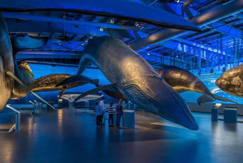 Billet d'entrée pour le musée des baleines d'Islande