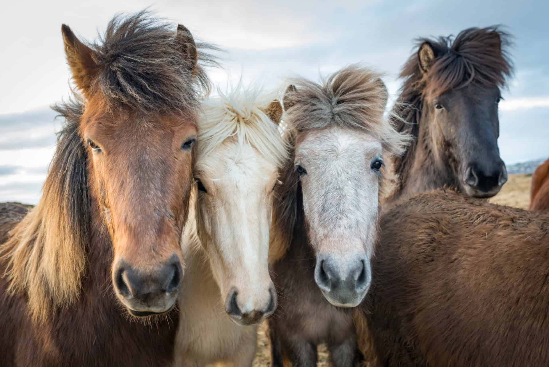 caracteristiques chevaux islandais caracteristiques chevaux islandais