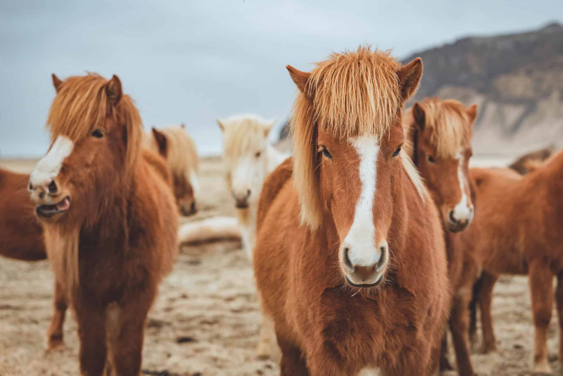 chevaux islandais chevaux islandais