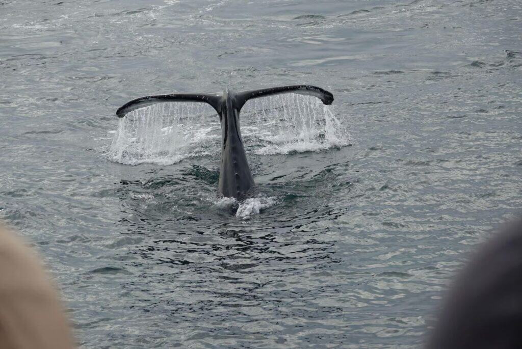 Croisière observation des baleines et de la vie marine