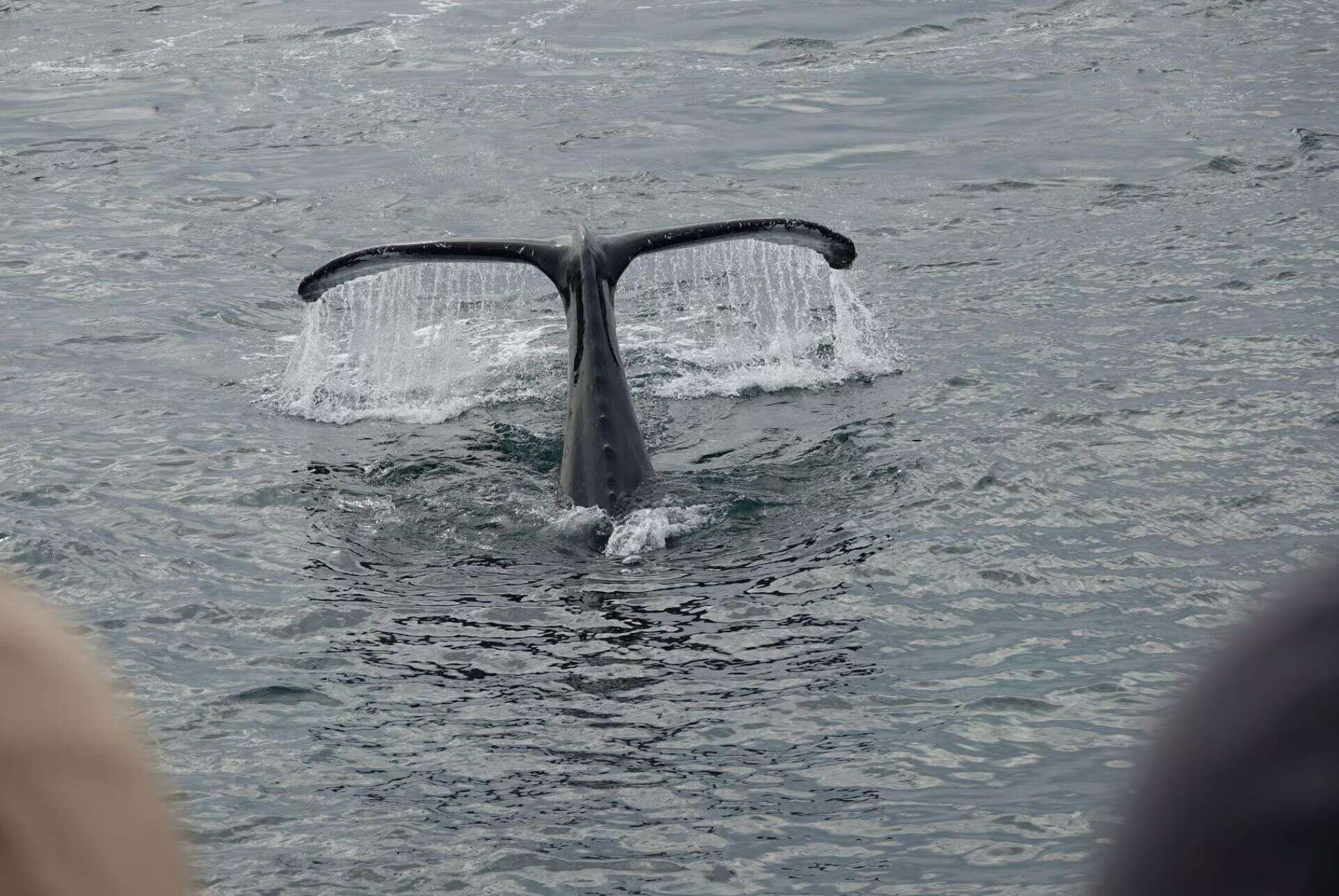 croisiere baleines depuis reykjavik