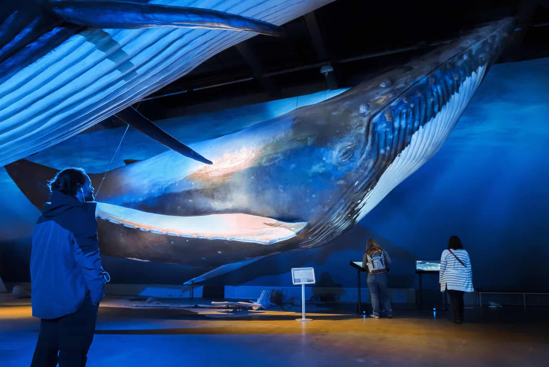 Le musée des baleines à Reykjavik
