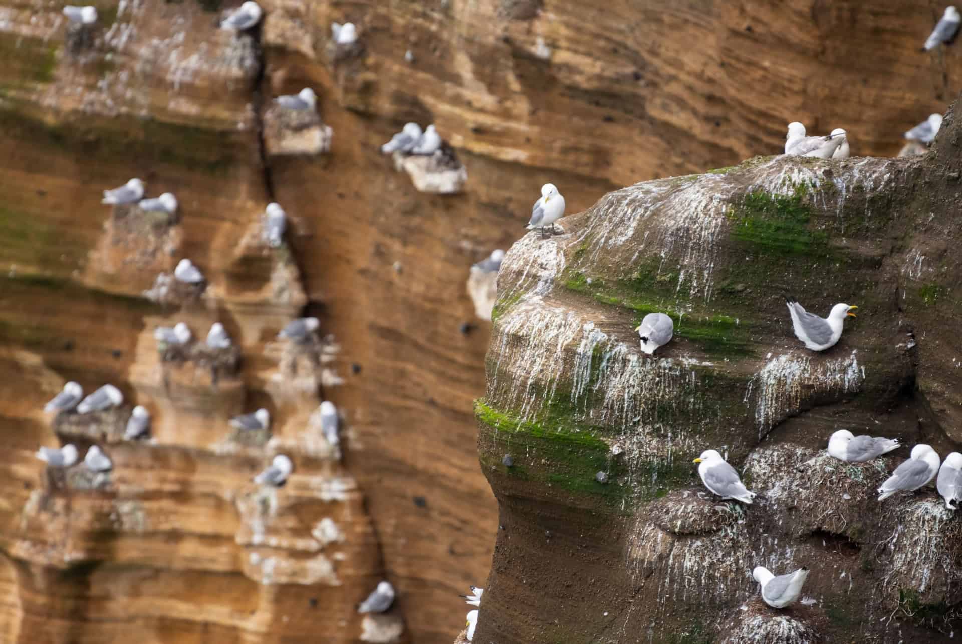 oiseaux falaises londrangar