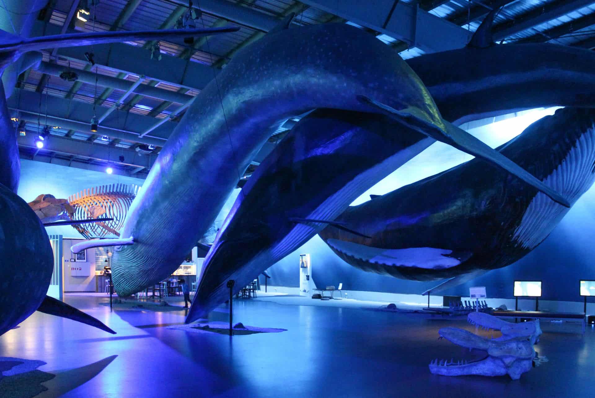 visiter musee des baleines de reykjavik