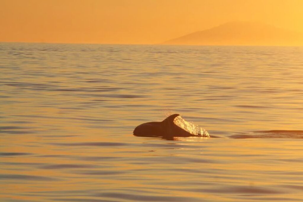 Observation des baleines au soleil de minuit