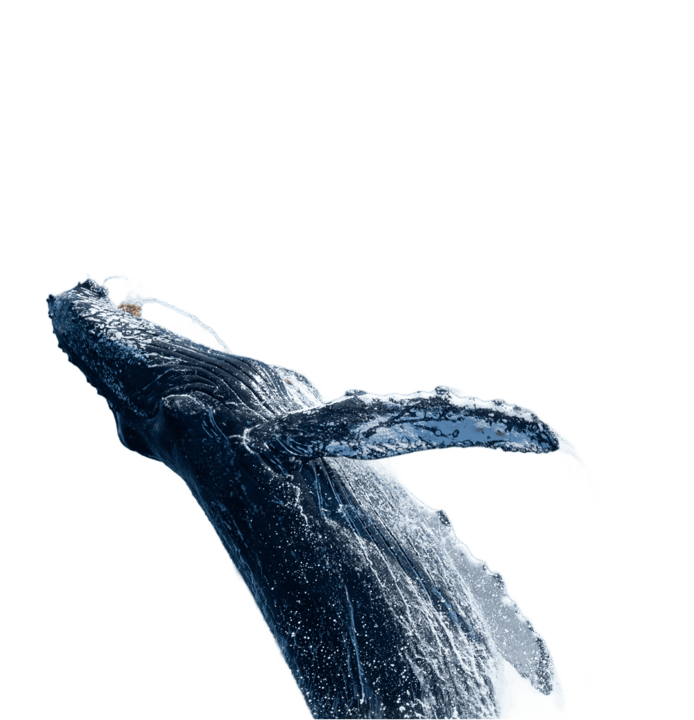 baleine