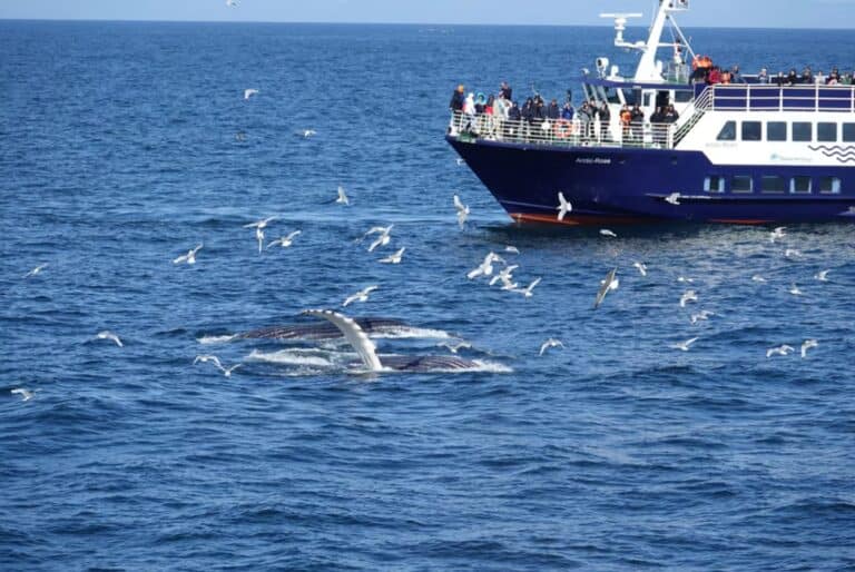 Croisière observation des baleines et de la vie marine