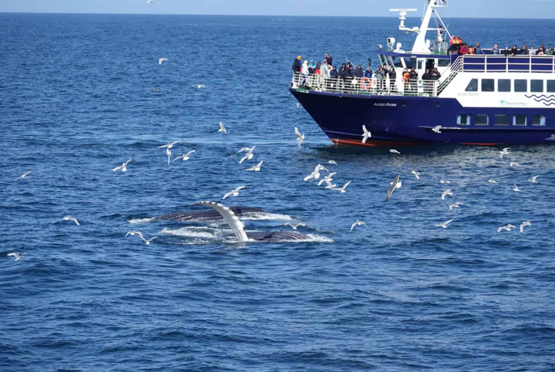 croisiere pour voir les baleines