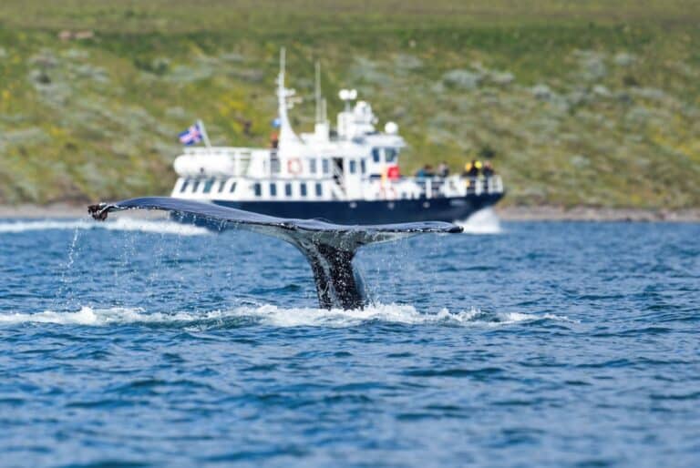 Croisière d'observation des baleines à Akureyri