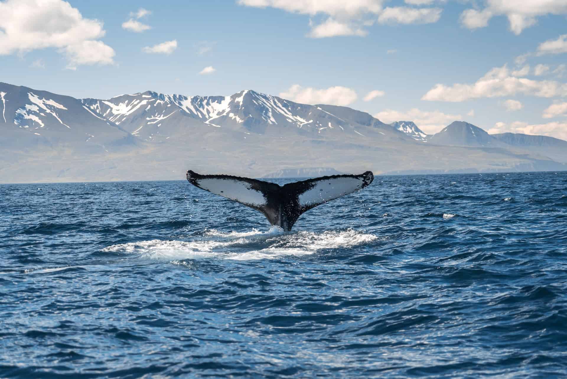 baleines à husavik baleines à husavik
