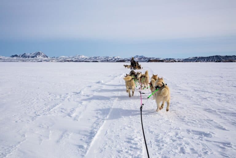 Excursion en chien de traîneau