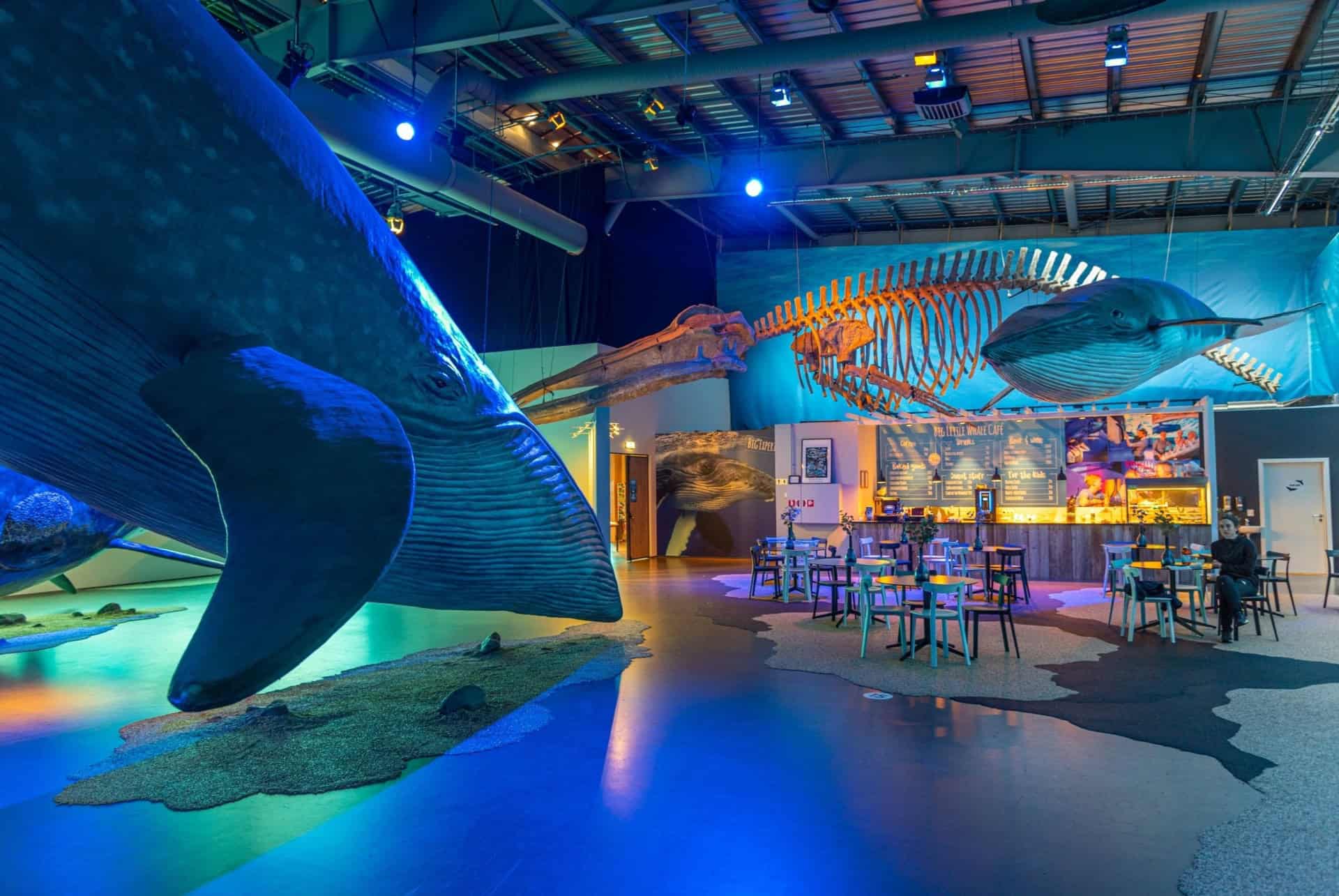 musee des baleines reykjavik