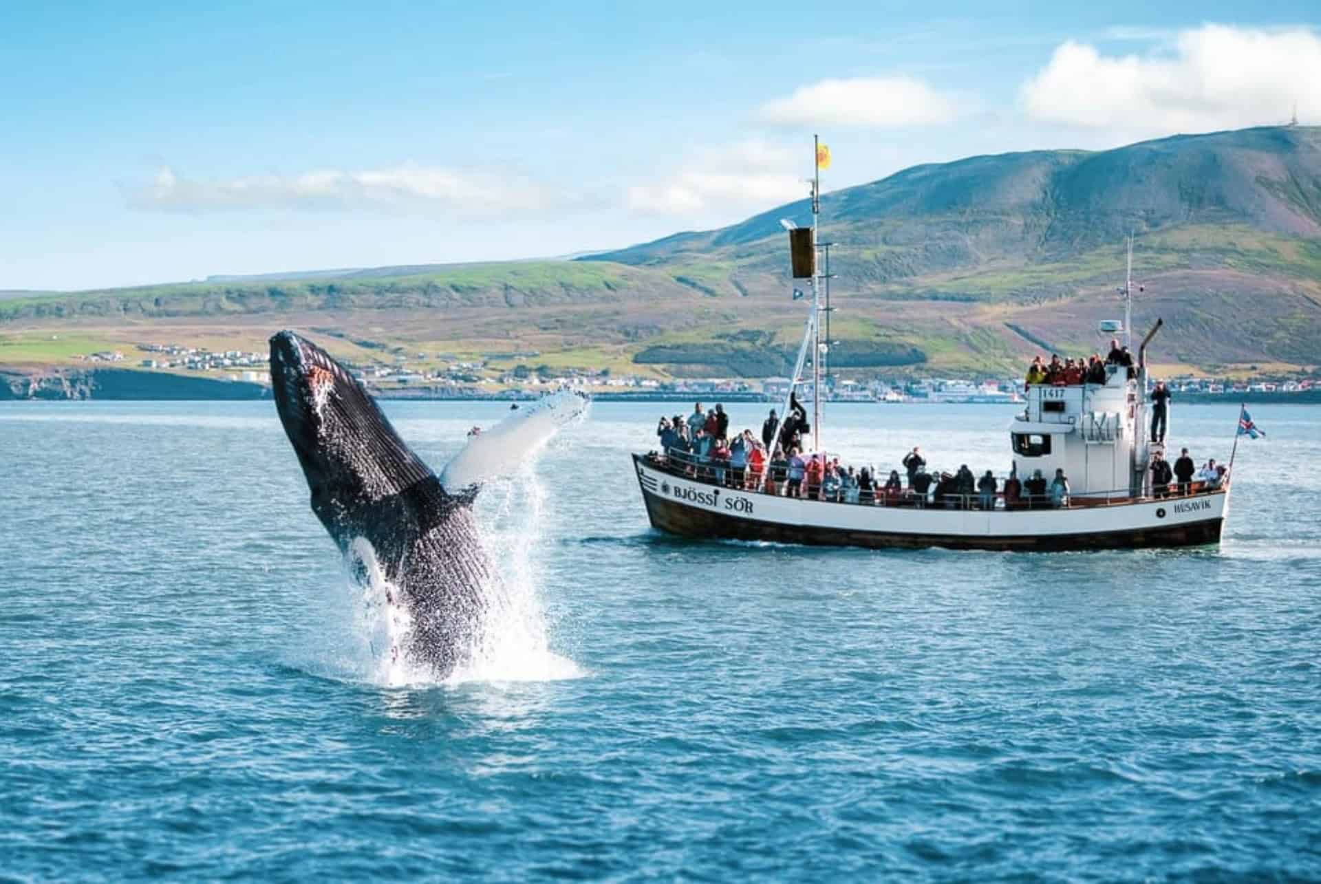 observation de baleines à husavik