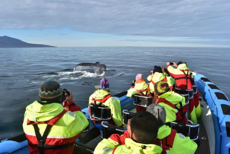 Observation de baleines + visite de l'île aux macareux