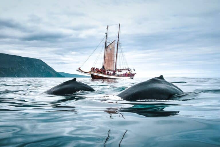 Observation des baleines à bord d'un voilier traditionnel