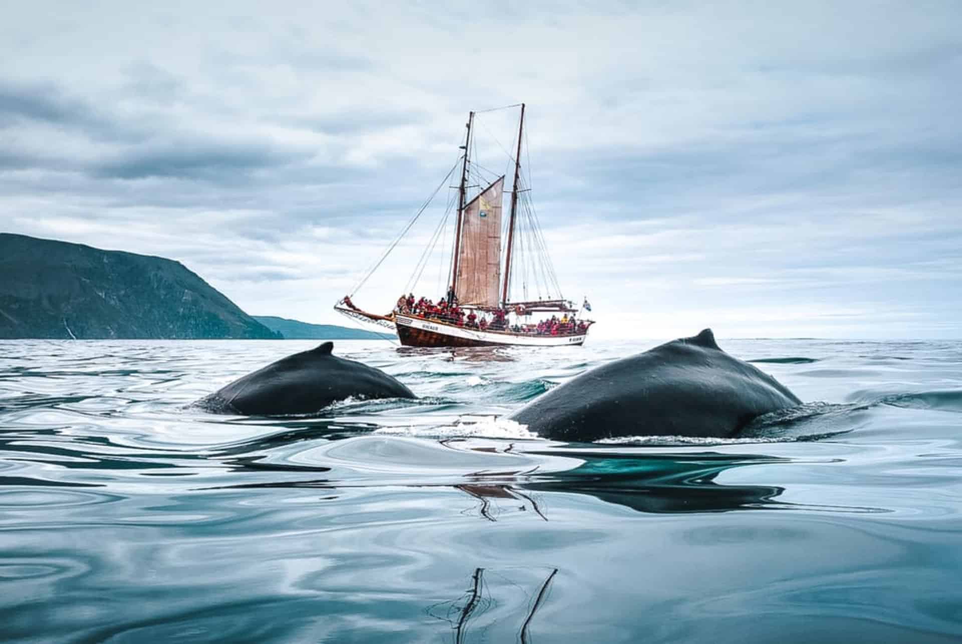 voilier traditionel observation baleines