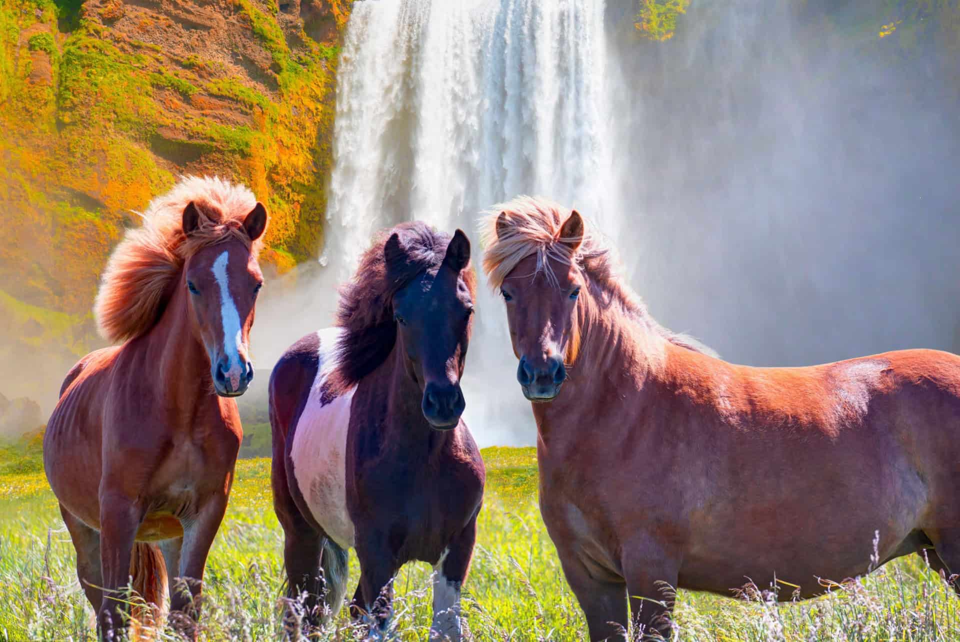 cheval islande cheval islande