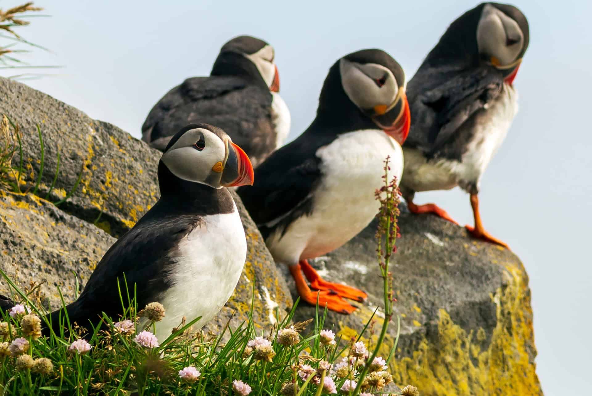colonie de macareux en islande