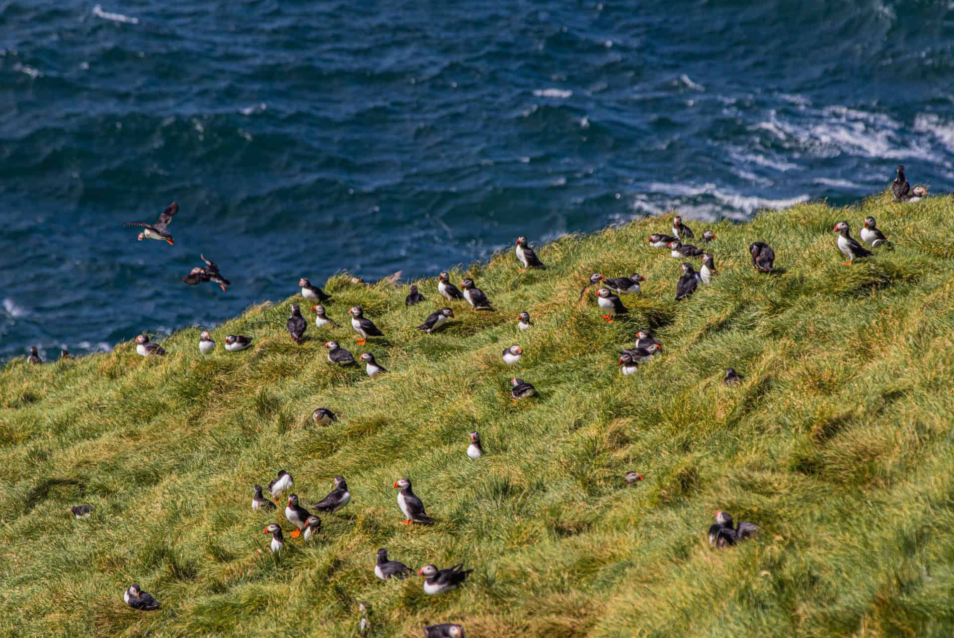 macareux a heimaey en islande macareux a heimaey en islande