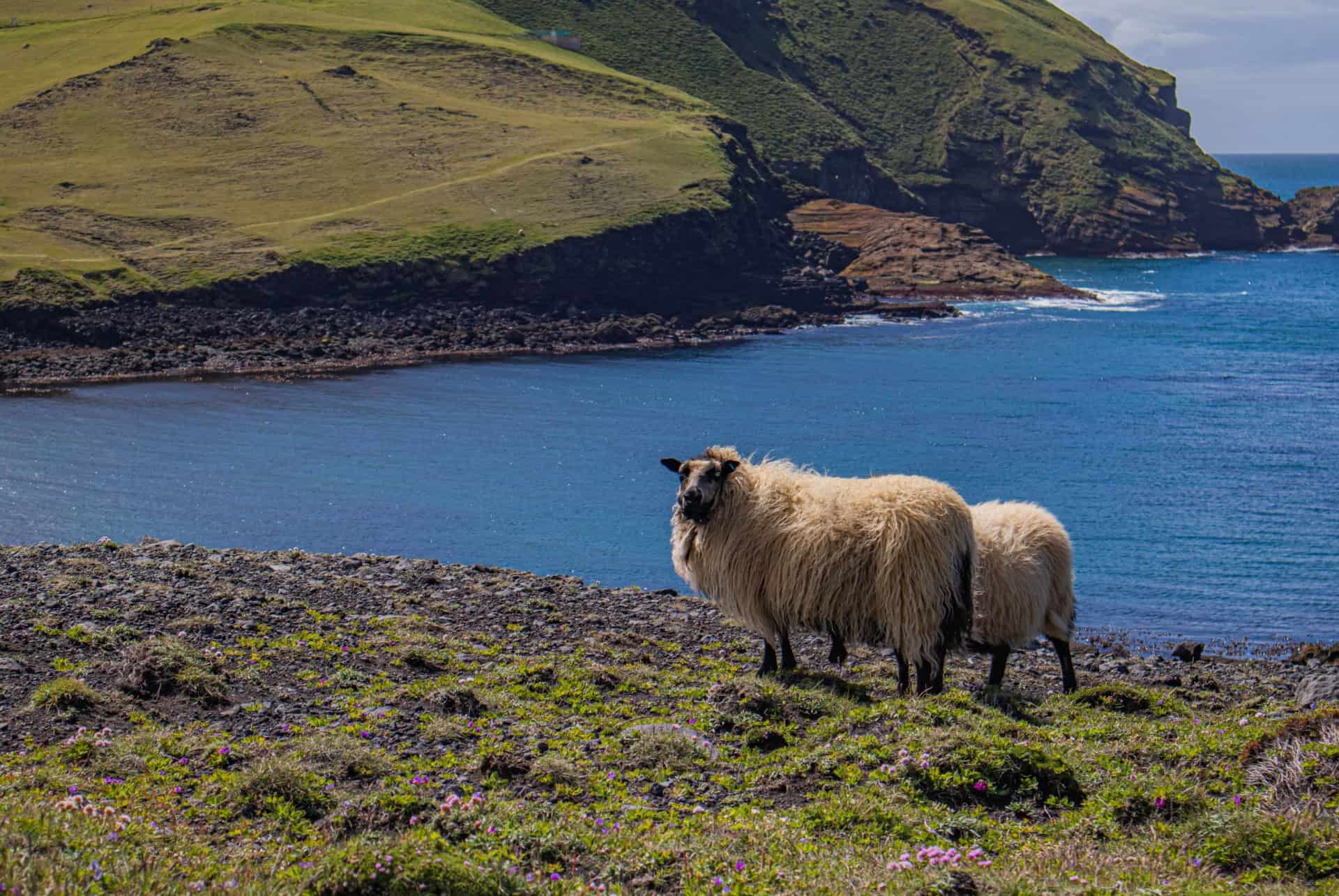 climat islande en juin