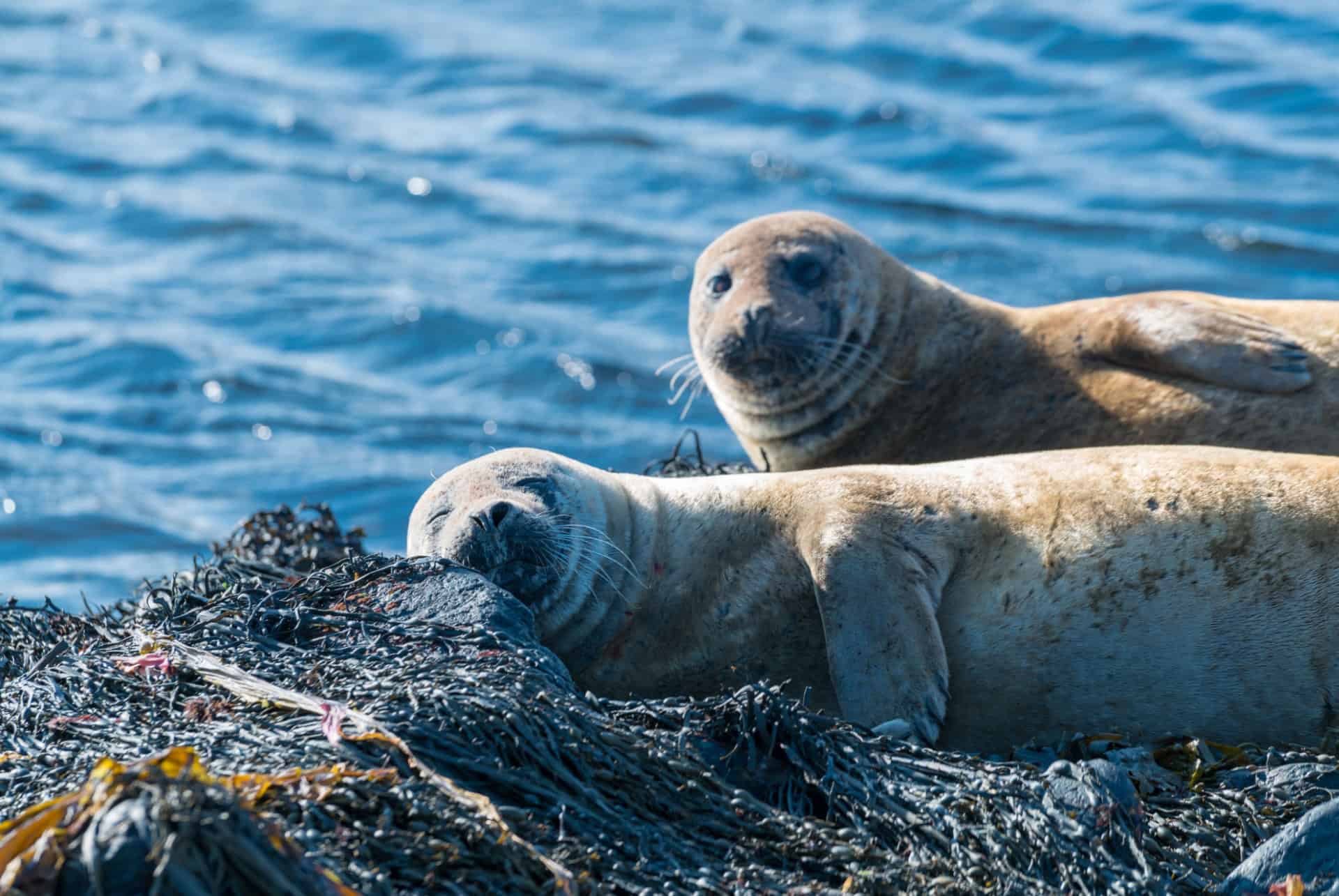phoques Ytri Tunga plus belles plages d'islande