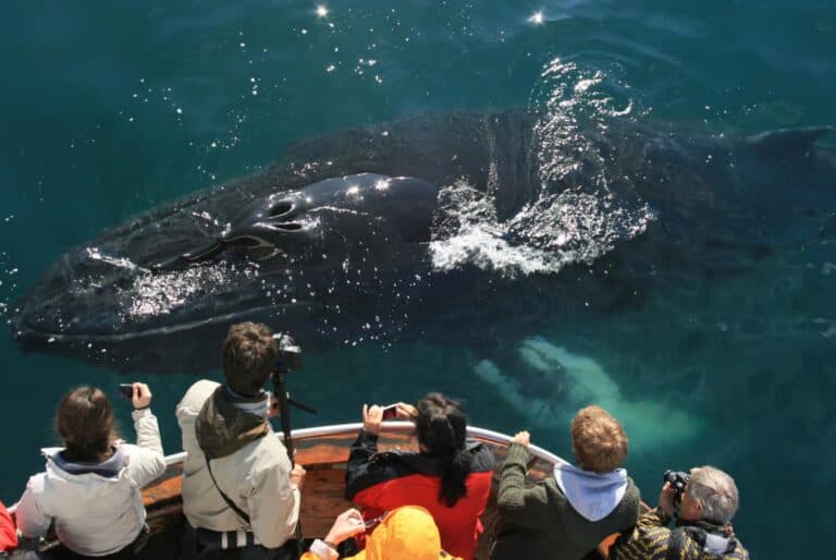Croisière d'observation des baleines à Dalvik