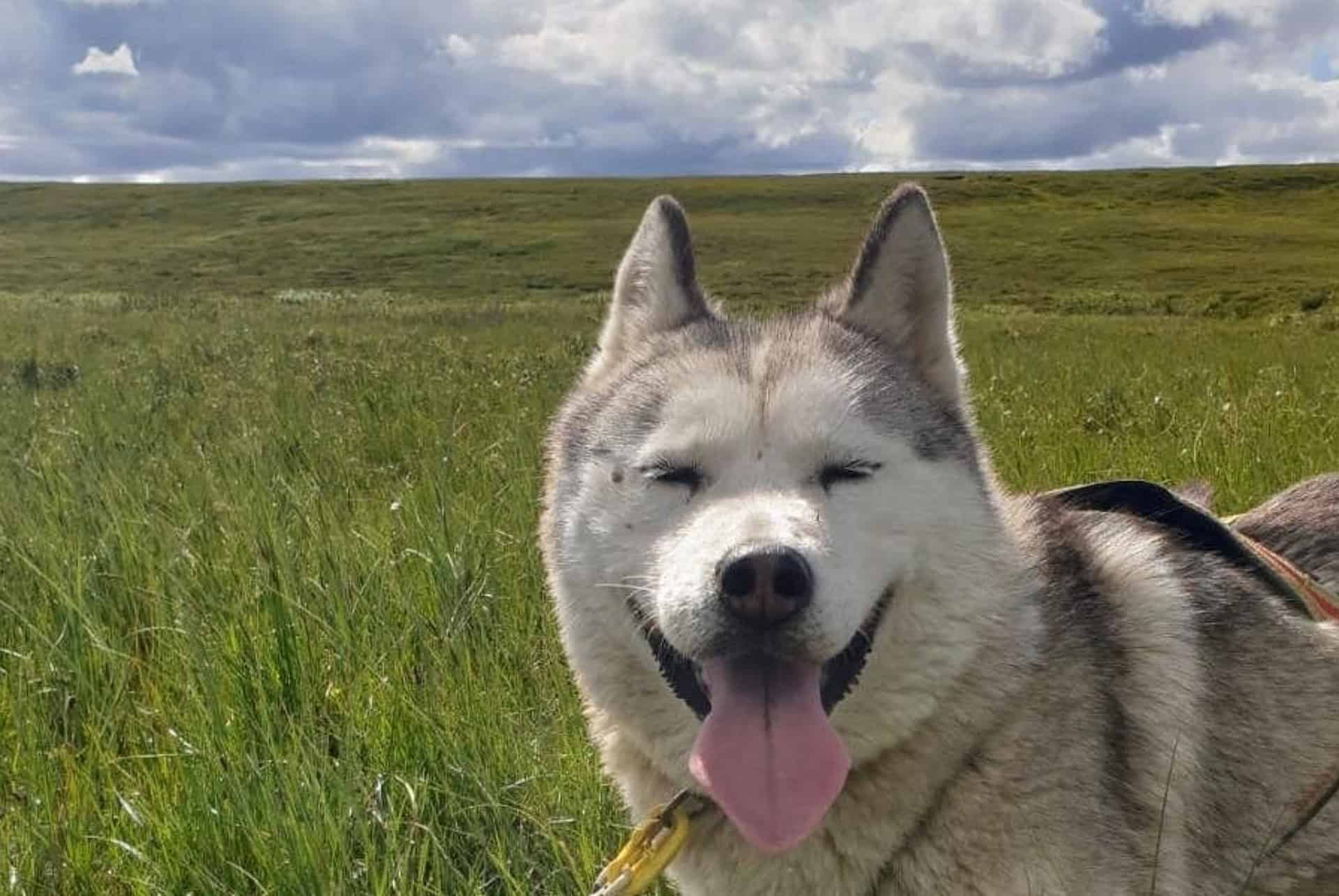 chien traineau lac myvatn