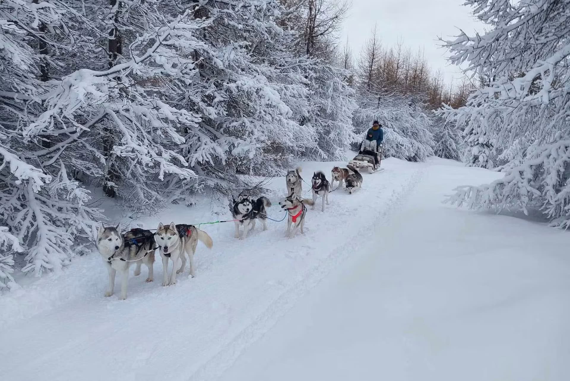 chiens traineau islande akureyri