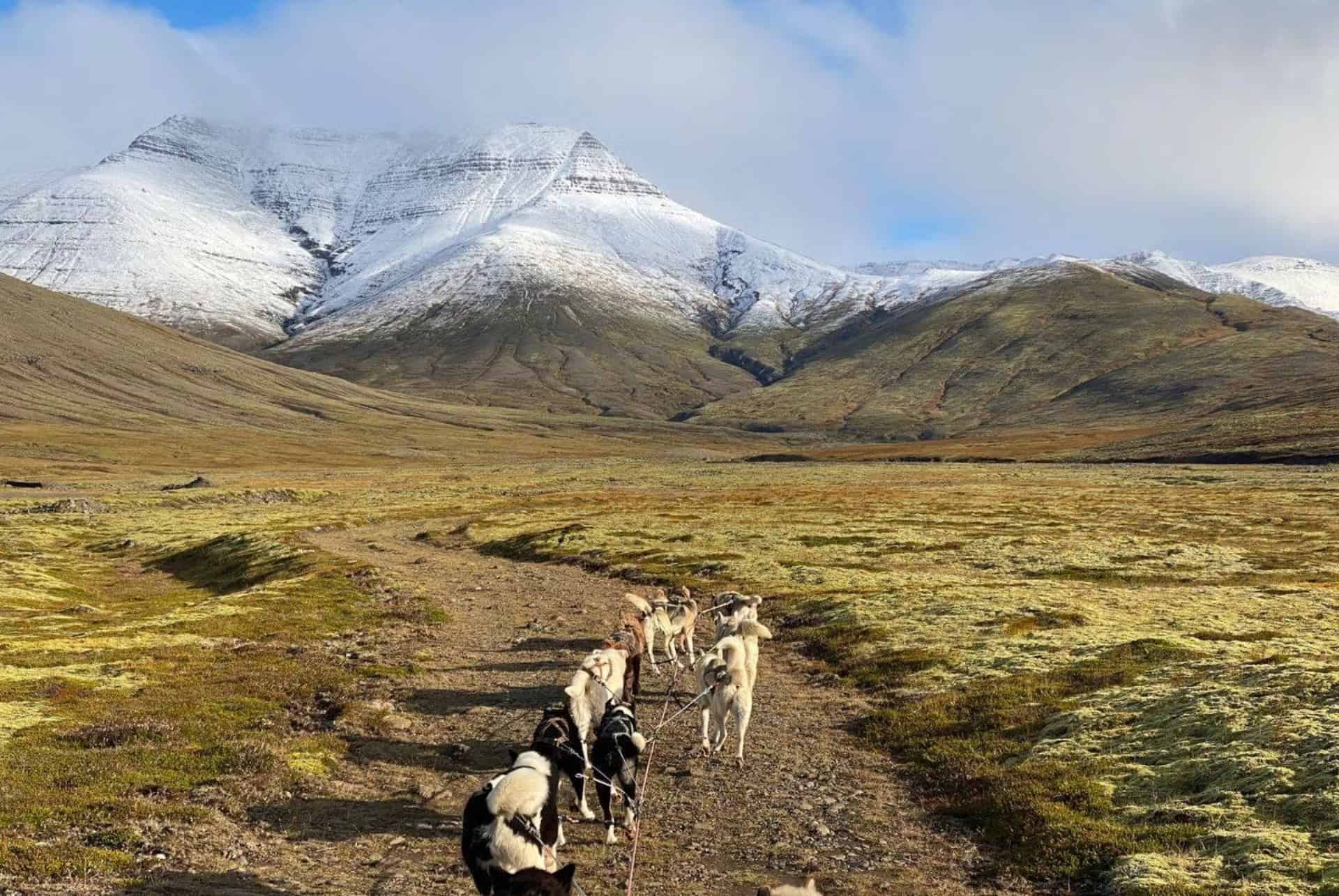 excursion chien guide to iceland ete