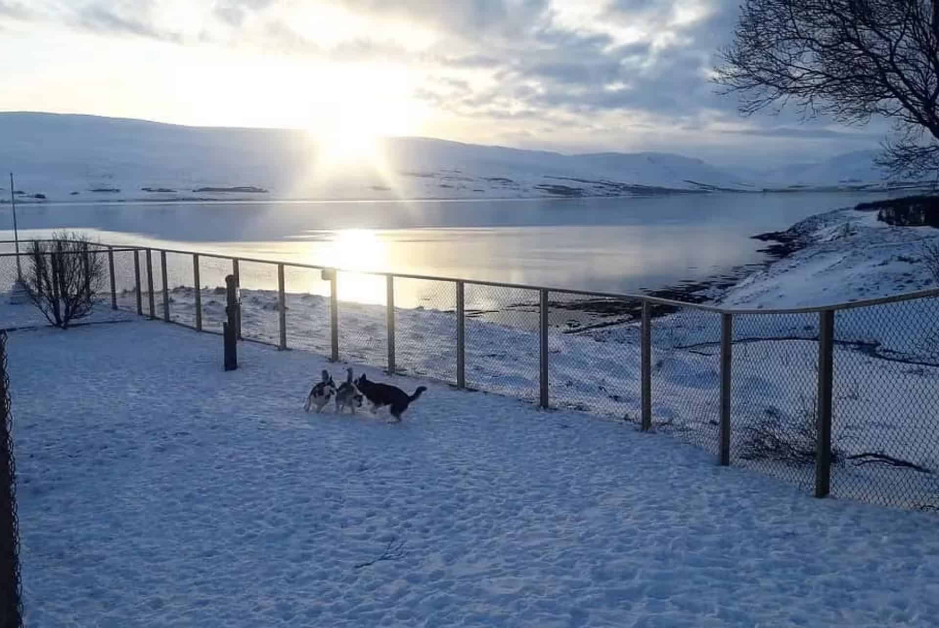 excursion chiens traineau islande akureyri