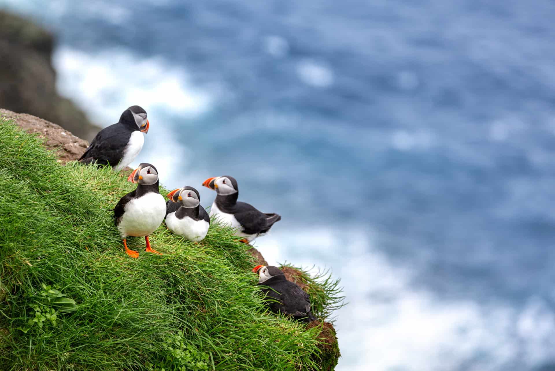 islande en famille macareux islande en famille macareux