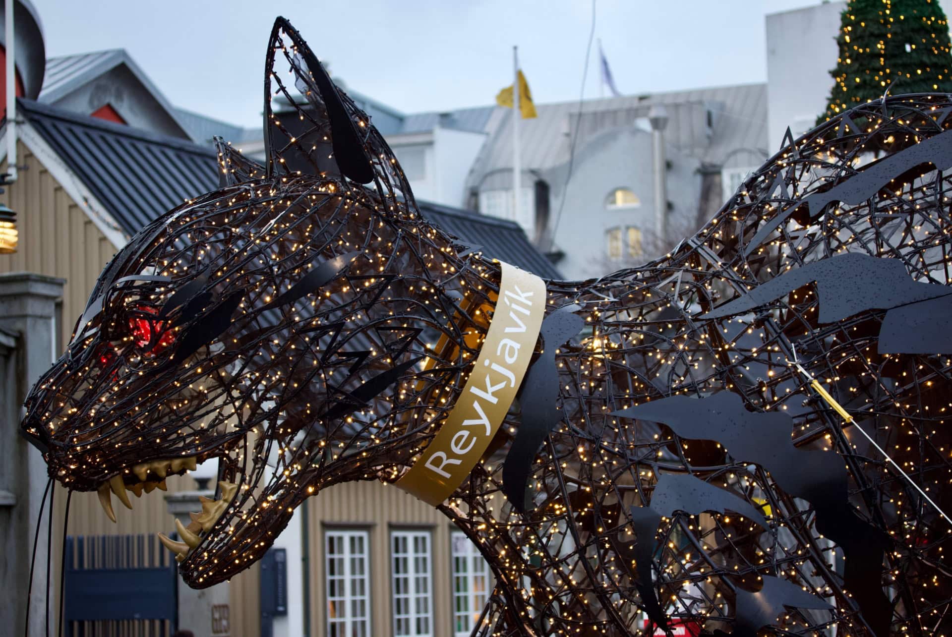 chat de noel decembre