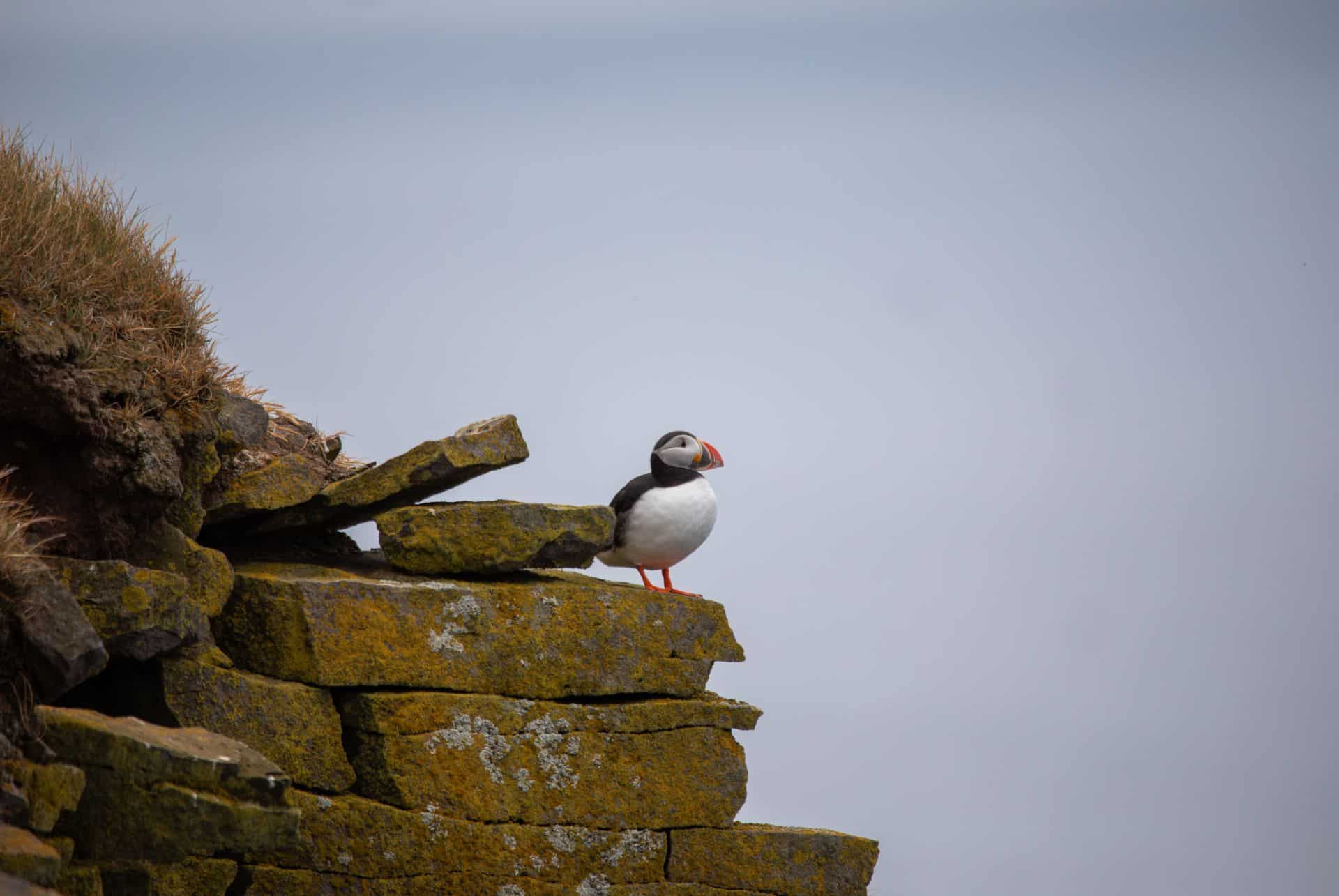 macareux latrabjarg nuageux